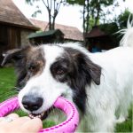 Sort- og hvid hund leger trækkeleg med pink trækering, hånd holder den i haven