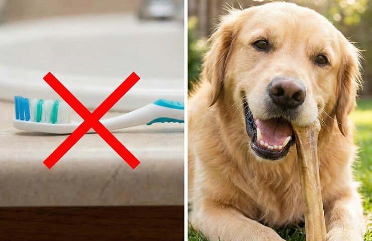 Tandbørste med rødt kryds til venstre, gylden retriever tygger på tyggeben i solen til højre
