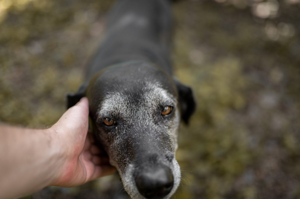 Hvorfor lugter min hund ud af munden? [BESVARET]