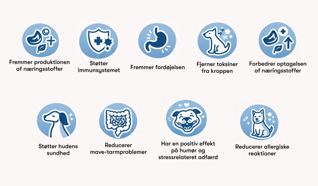Løs afføring hos hunde – årsager og løsninger - Buddys Choice