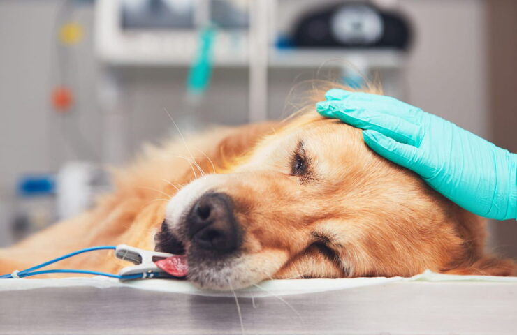 Bedøvet golden retriever på operationsbord med dyrlægehandske på hovedet og pulsoximeterklips på tungen